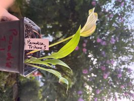 Hosta Paradise Tritone 3