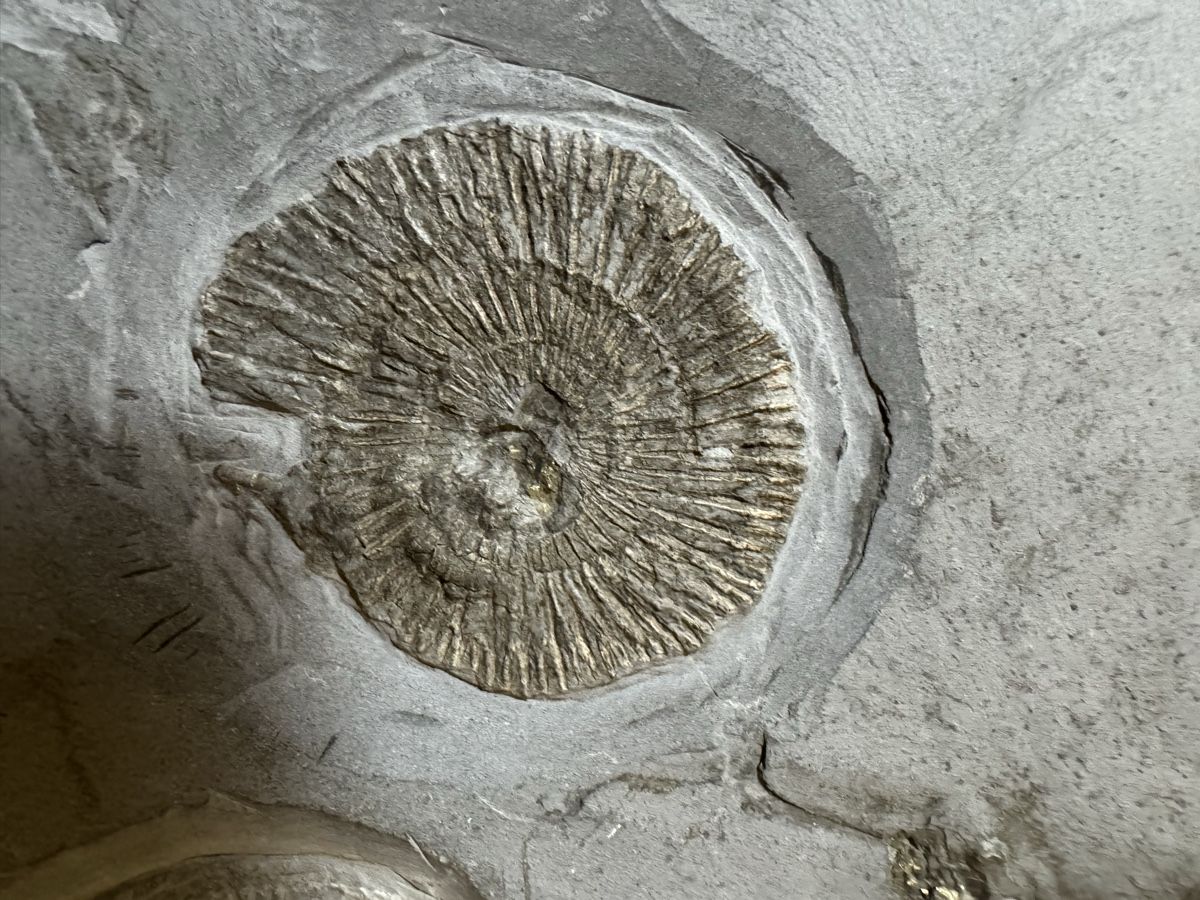 Fossili: Fossilienplatte – Usato da Gränichen venduto da onkel_xxl 3