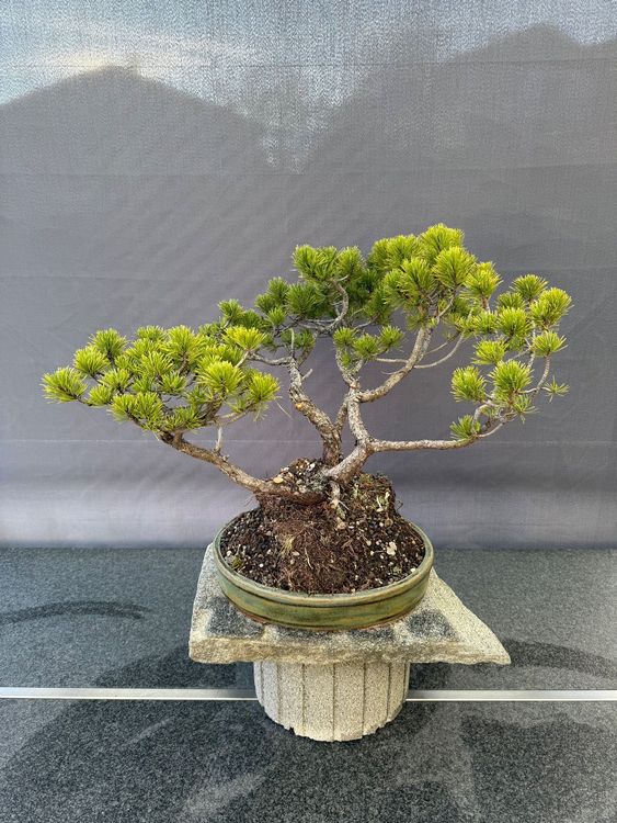 Pinus Mugo Bonsai - 35 - 40 Jahre (Gebraucht) in Degersheim fr CHF 780   nur Abholung auf Ricardo kaufen