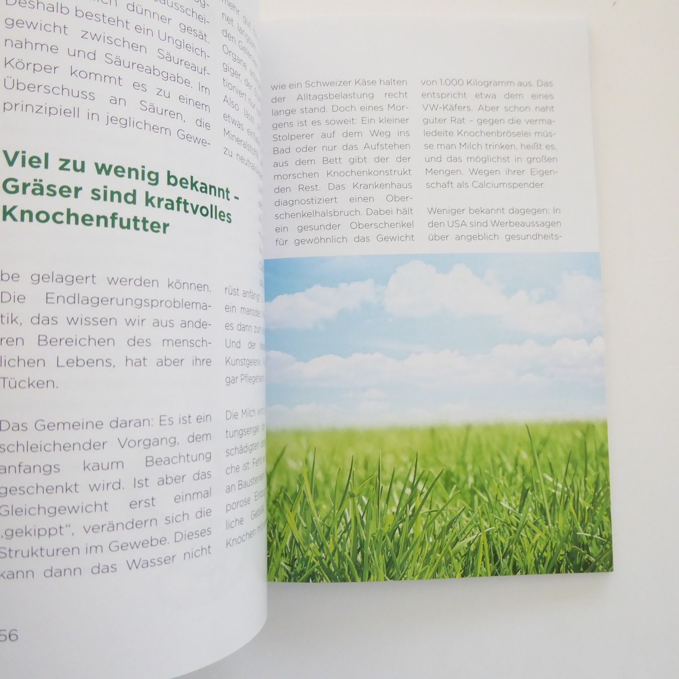 Libri: Chlorophyll - Das grüne Blut - Frank Jester – Usato da Basel venduto da Kunterbunt12 3