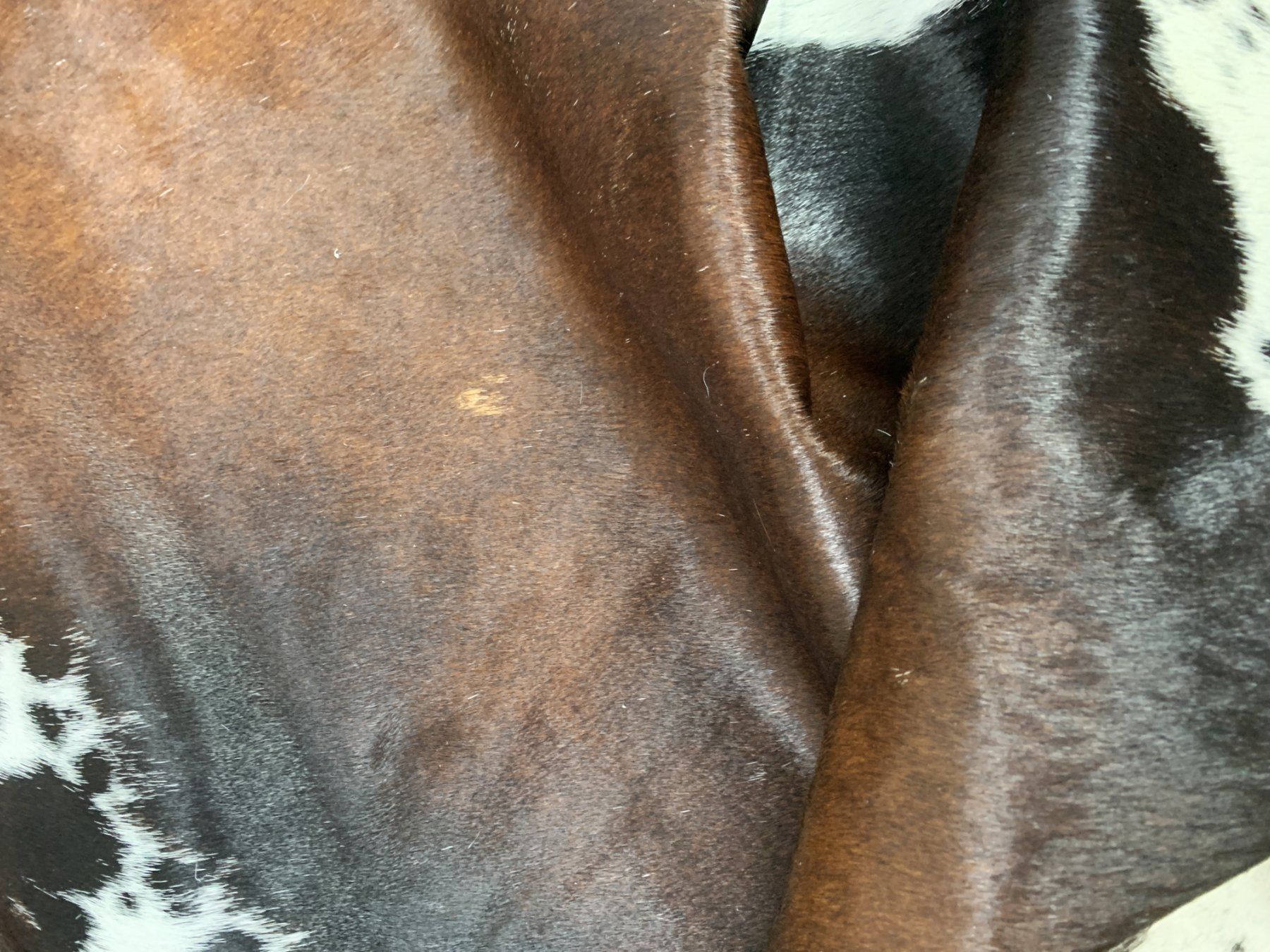 Tappeti: echtes Kuhfell Teppich exotic tricolor – Nuovo e nell'imballaggio originale da Arbedo venduto da patagonialeatherrugs 3