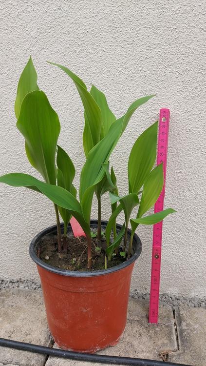 Pink Lily of the Valley Ground Cover