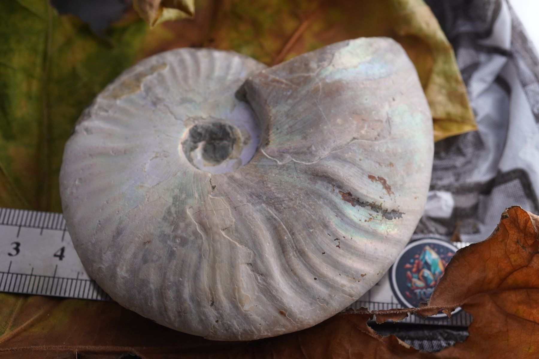 Mineralien & Heilsteine: Ammonit  Opalisiert   Wunderschön  ca  90mm – Neu und originalverpackt aus Eschenbach SG von topstone 4