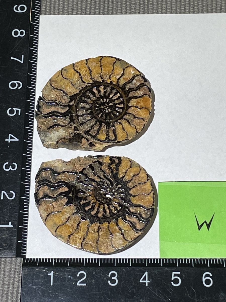 Fossilien: Ammoniten Paar / Fossil / Stein – Neu (gemäss Beschreibung) aus Rümlang von euqinom16