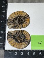 Ammoniten Paar / Fossil / Stein