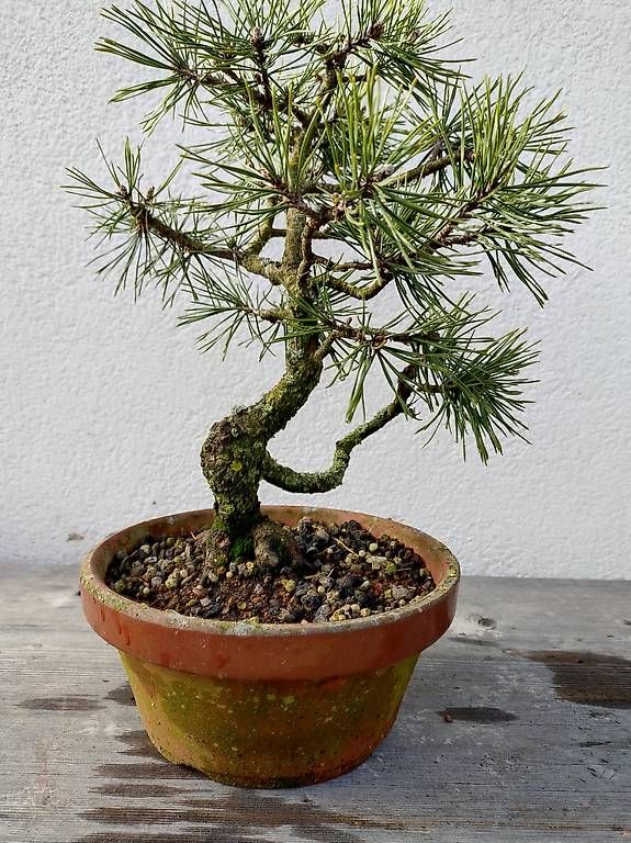 Piante & sementi: Bonsai  – Usato da Walterswil SO venduto da som_jbd7