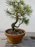 Bonsai 