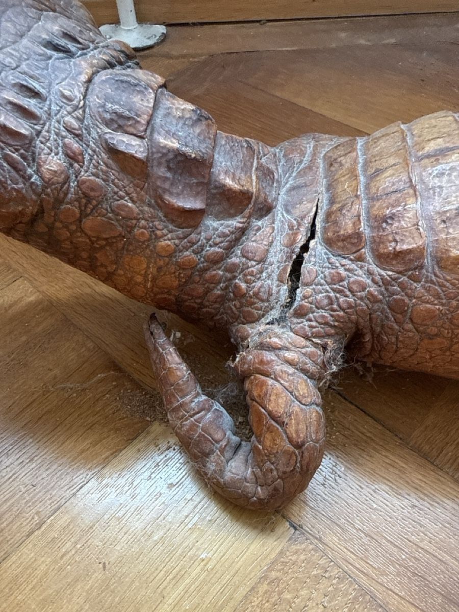 Monde des animaux: Krokodil ausgestopft – D'occasion à Basel par Ramses1179 4