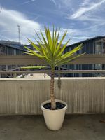 Yucca Palm for sale , 1.5 meter