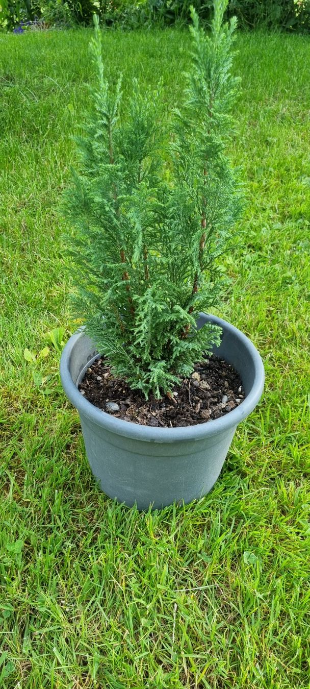 Thuja Smaragd im Topf - Immergrn fr Balkon/Garten! (Gebraucht) in  egliswil fr CHF 10  nur Abholung auf Ricardo kaufen
