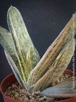 Gasteria Brachyphylla Albo Variegata in creme-weiss-grün