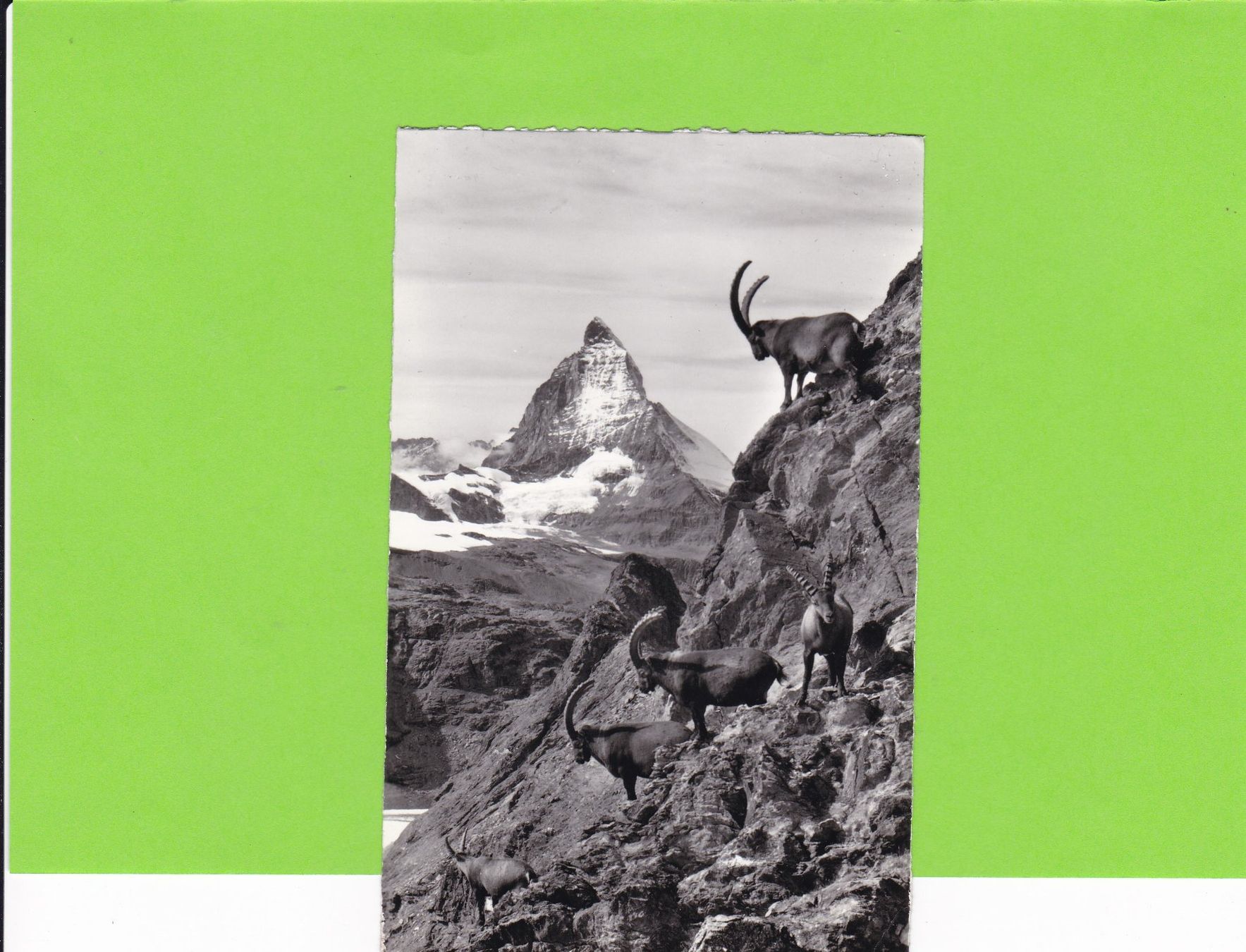 Cartoline postali: Zermatt-Steinwild – Usato da St. Peterzell venduto da neckertal