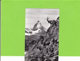 Zermatt-Steinwild