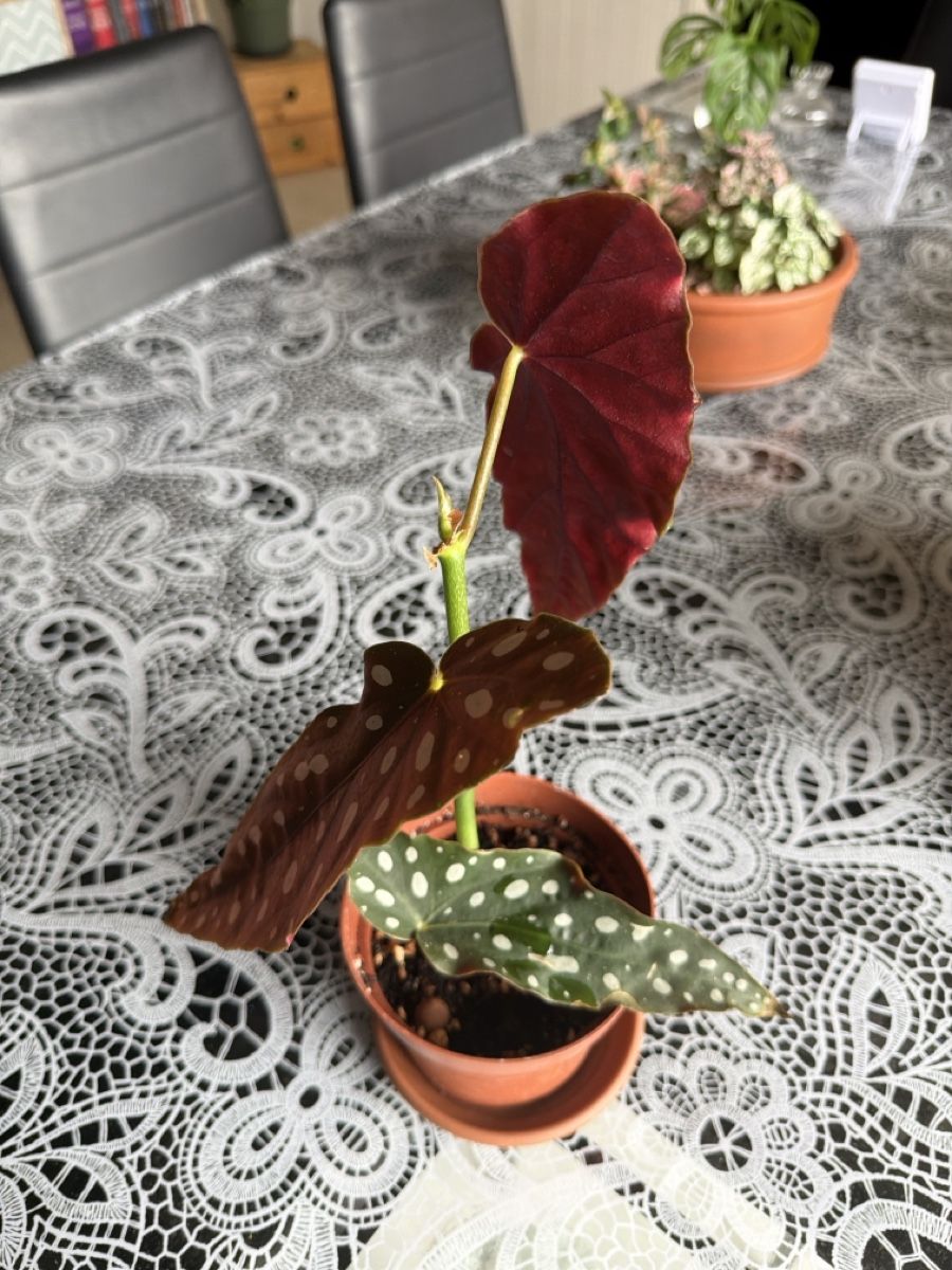 Piante & sementi: Begonia Maculata, Innenpflanze! – Nuovo (secondo la descrizione) da Biembach venduto da flo_lt9t 1