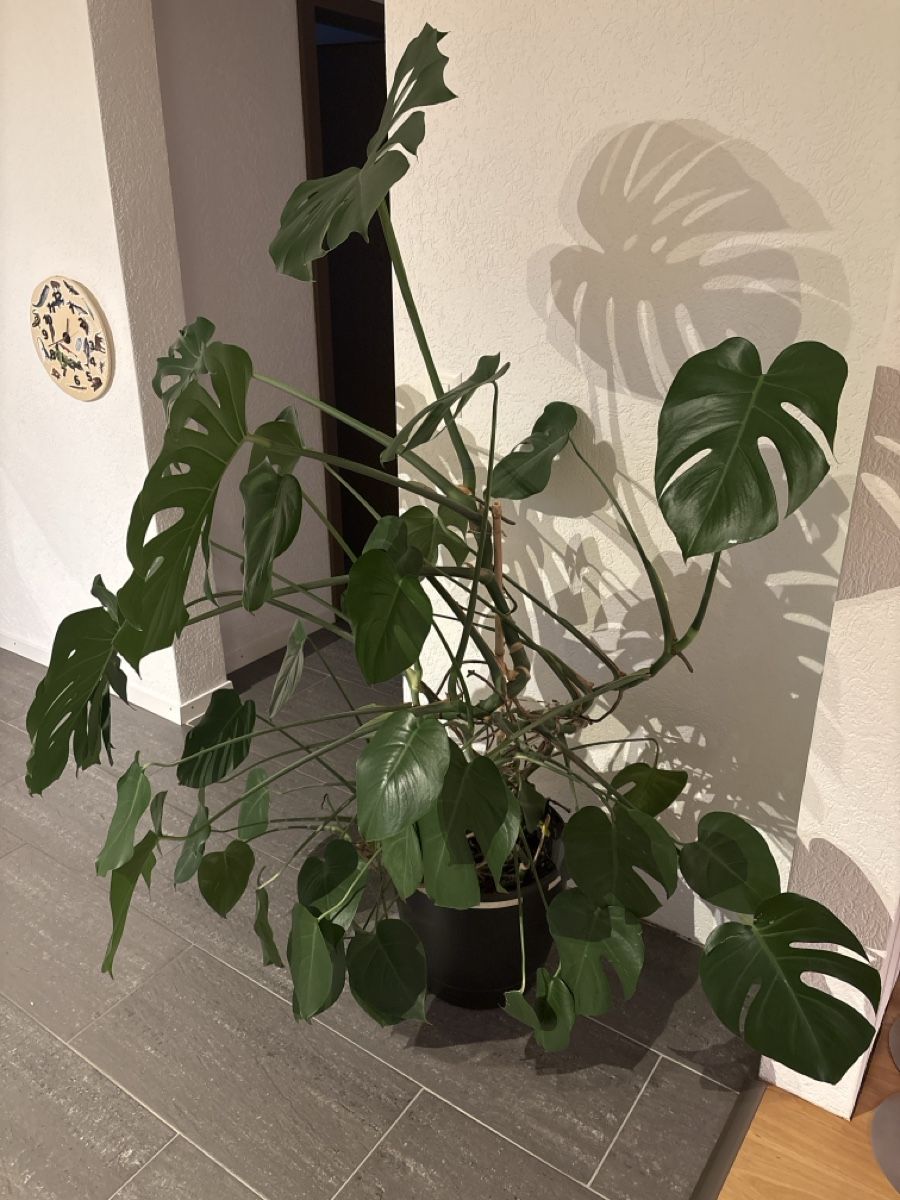 Piante & sementi: Monstera Deliciosa plant large in pot good condition – Usato da Jegenstorf venduto da weeboo85 1