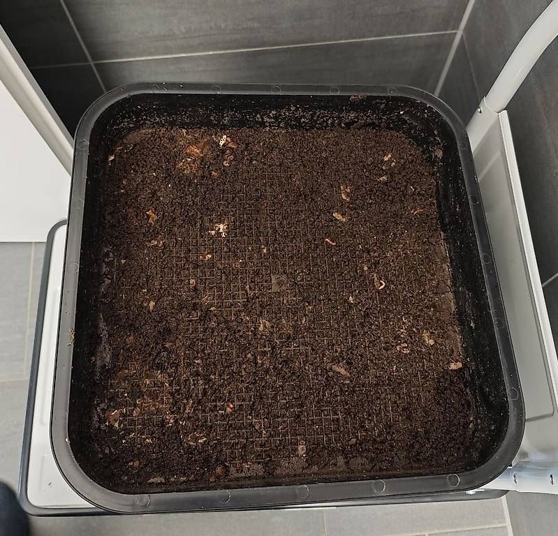 Coffres de rangement: Red wiggler worms + VEVOR 5-Tray Worm Composter tower – D'occasion à Dübendorf par Olenaaa 2