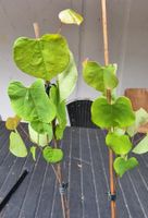 Judasbaum Cercis canadensis Pflanzen 35-45cm in P9Topf