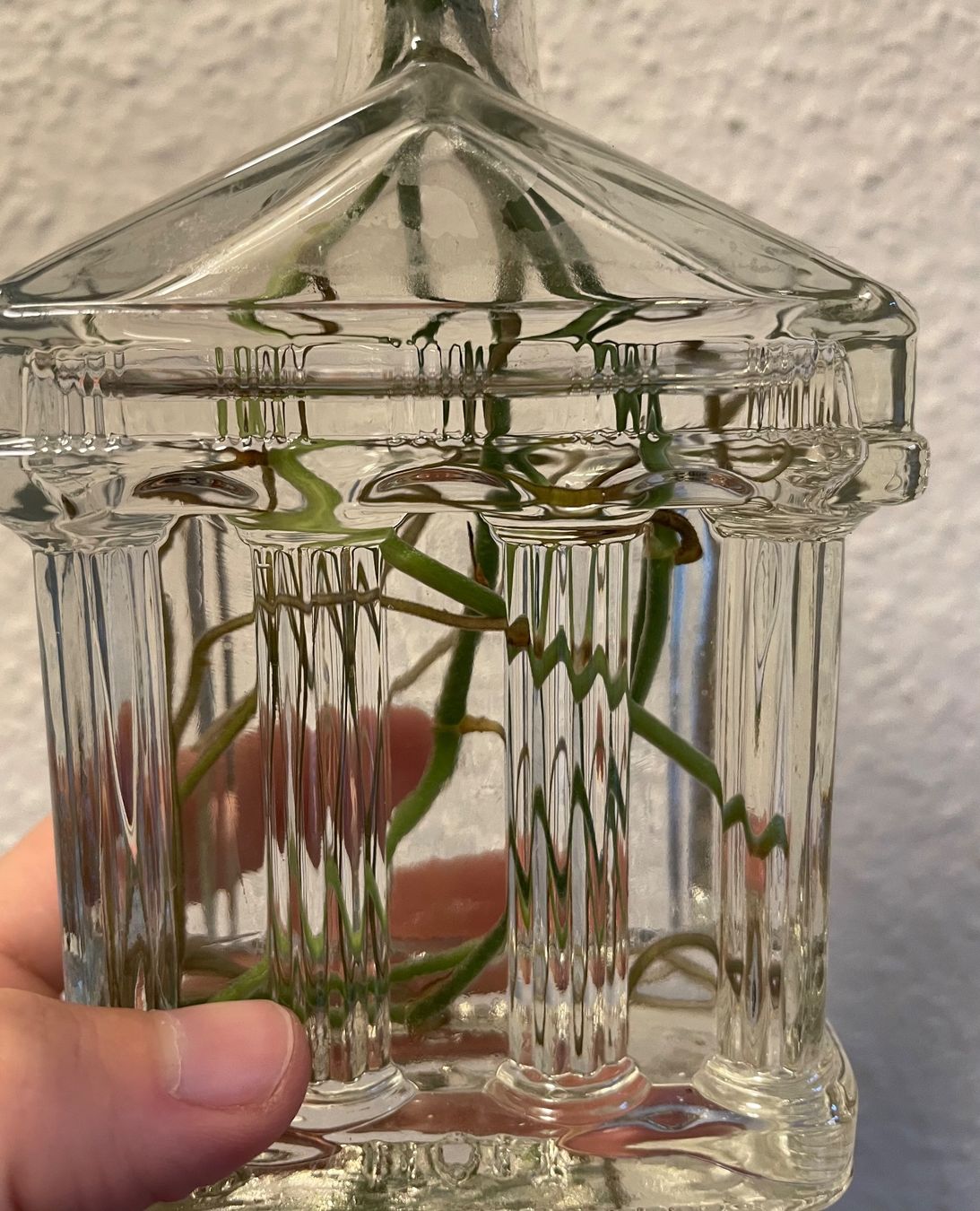 Plantes & graines: Silberne Efeutute Stecklinge – D'occasion à Zürich par mar_xfn9 2