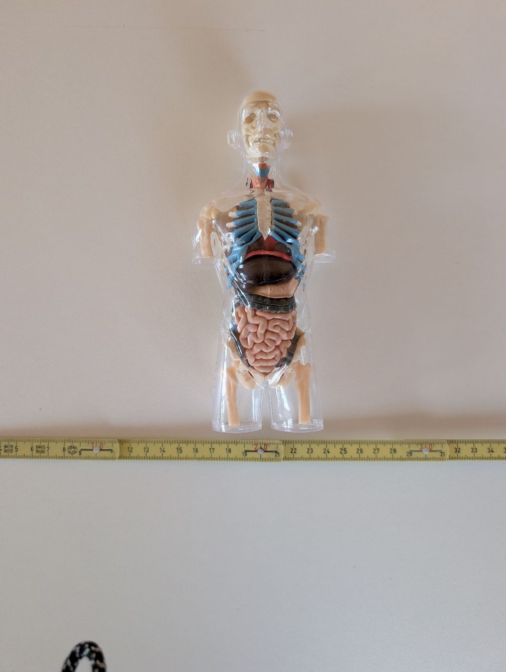 Statuette: Anatomie Buddy – Nuovo (secondo la descrizione) da Embrach venduto da bh80bHugi 1