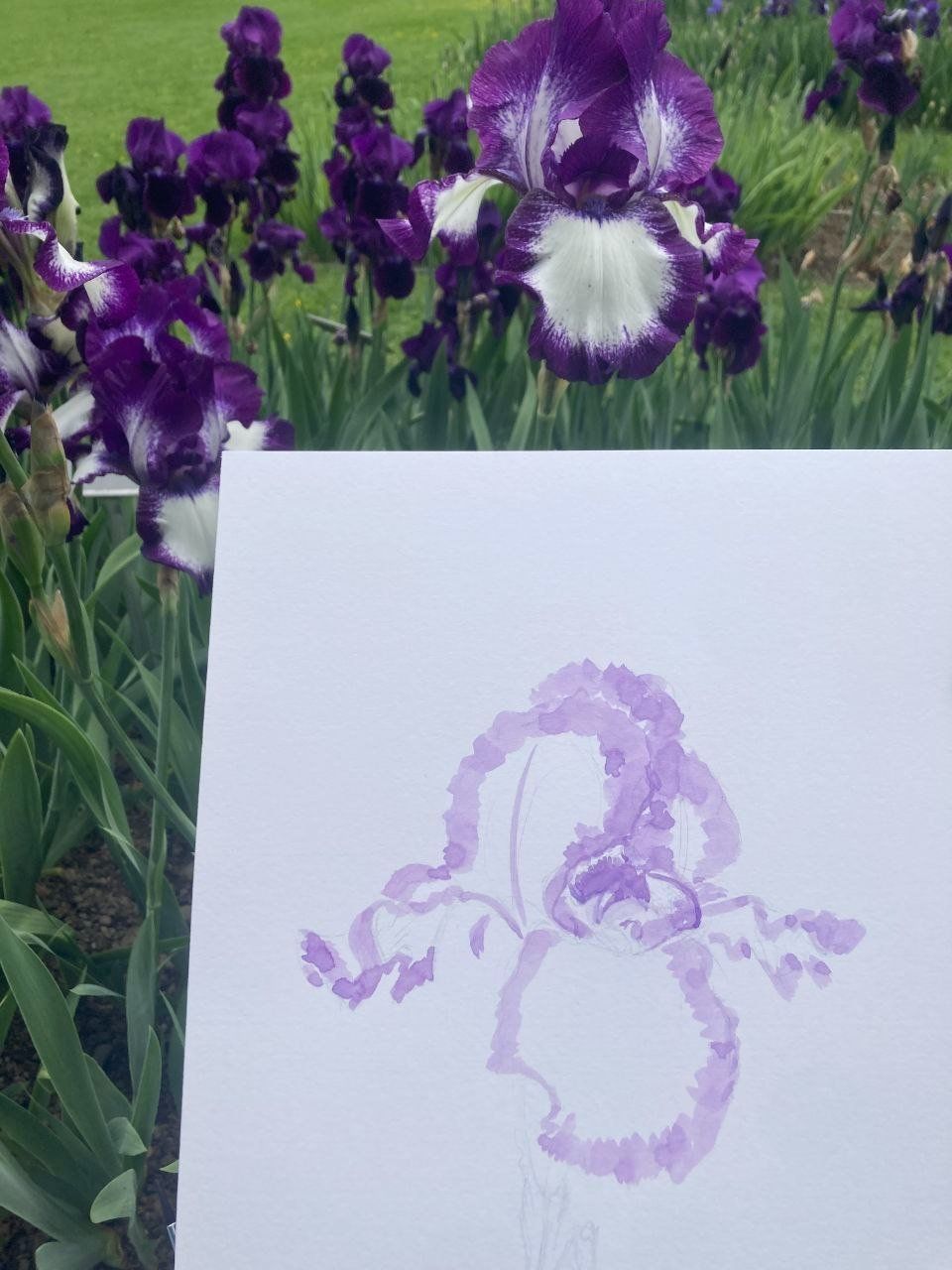 Dipinti: Die Eleganz der Irisblüte – Nuovo e nell'imballaggio originale da Zürich venduto da Margacrea 3