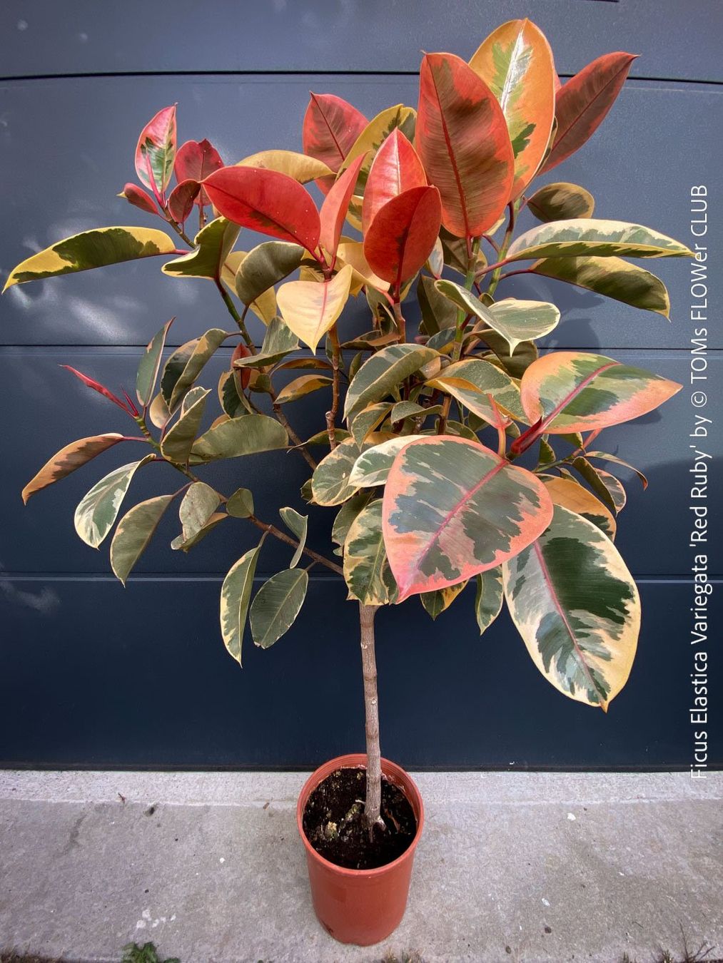 Piante & sementi: Ficus Elastica Variegata Red Ruby - rund 140cm Bäumchen – Nuovo e nell'imballaggio originale da Adliswil venduto da TAKEYOURPLANT 3