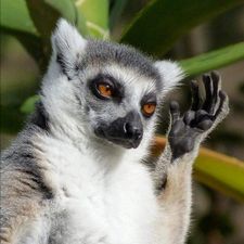 Profile image of Lemur06