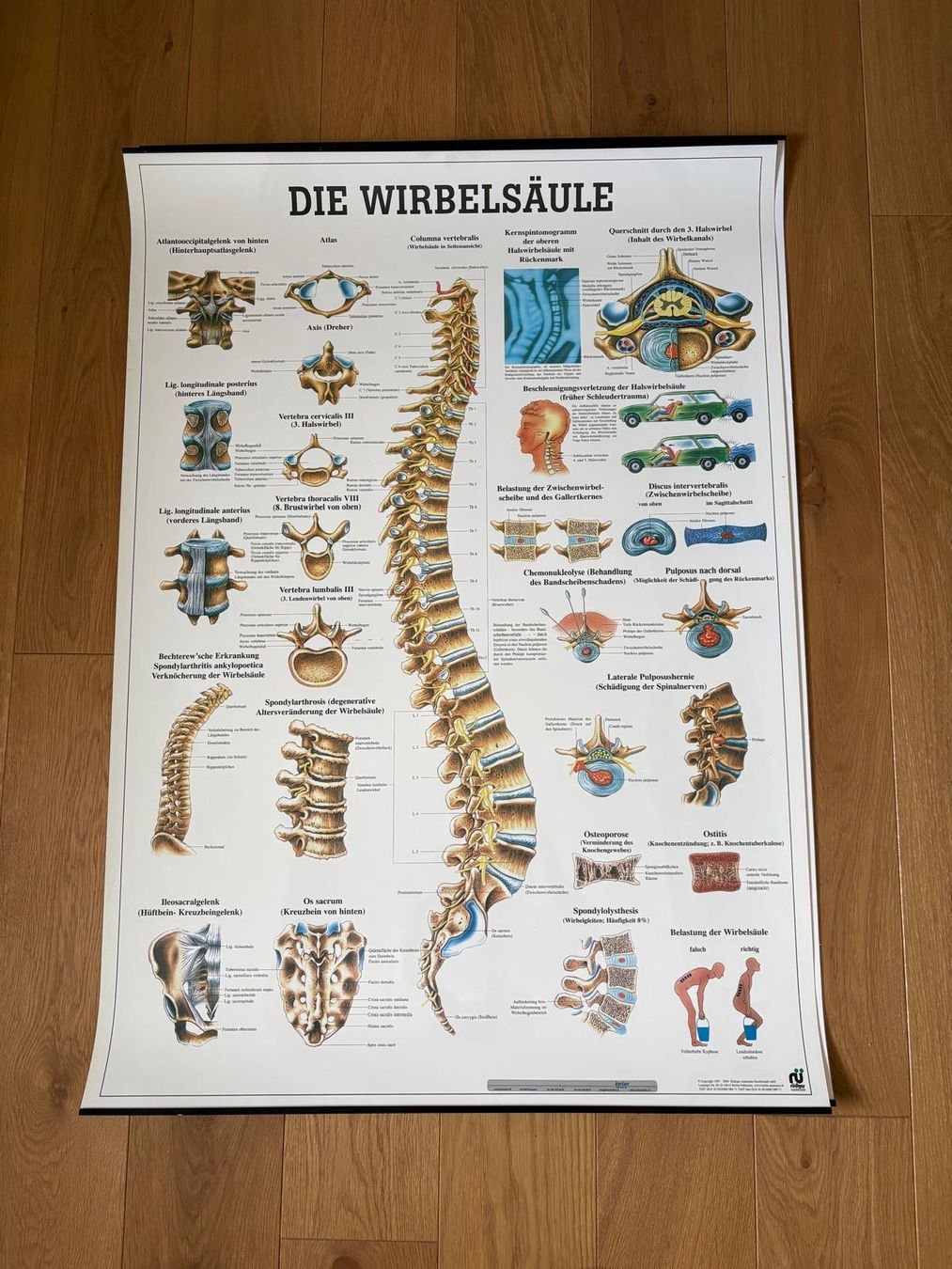 Foto & Immagini: Poster "Die Wirbelsäule" – Usato da Ipsach venduto da kgr_x77q