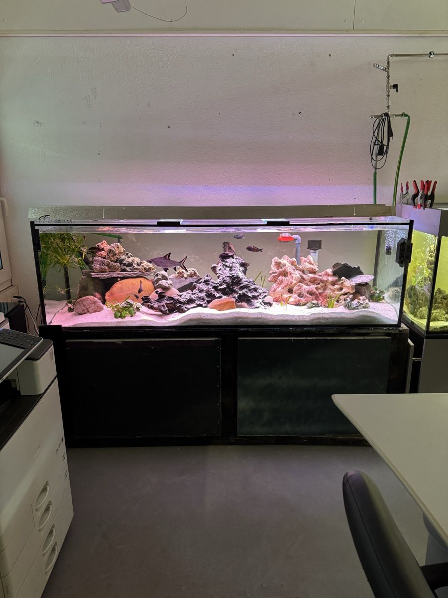 Aquarium: 2 Meter Aquarium – D'occasion à Münchenbuchsee par Tiger811