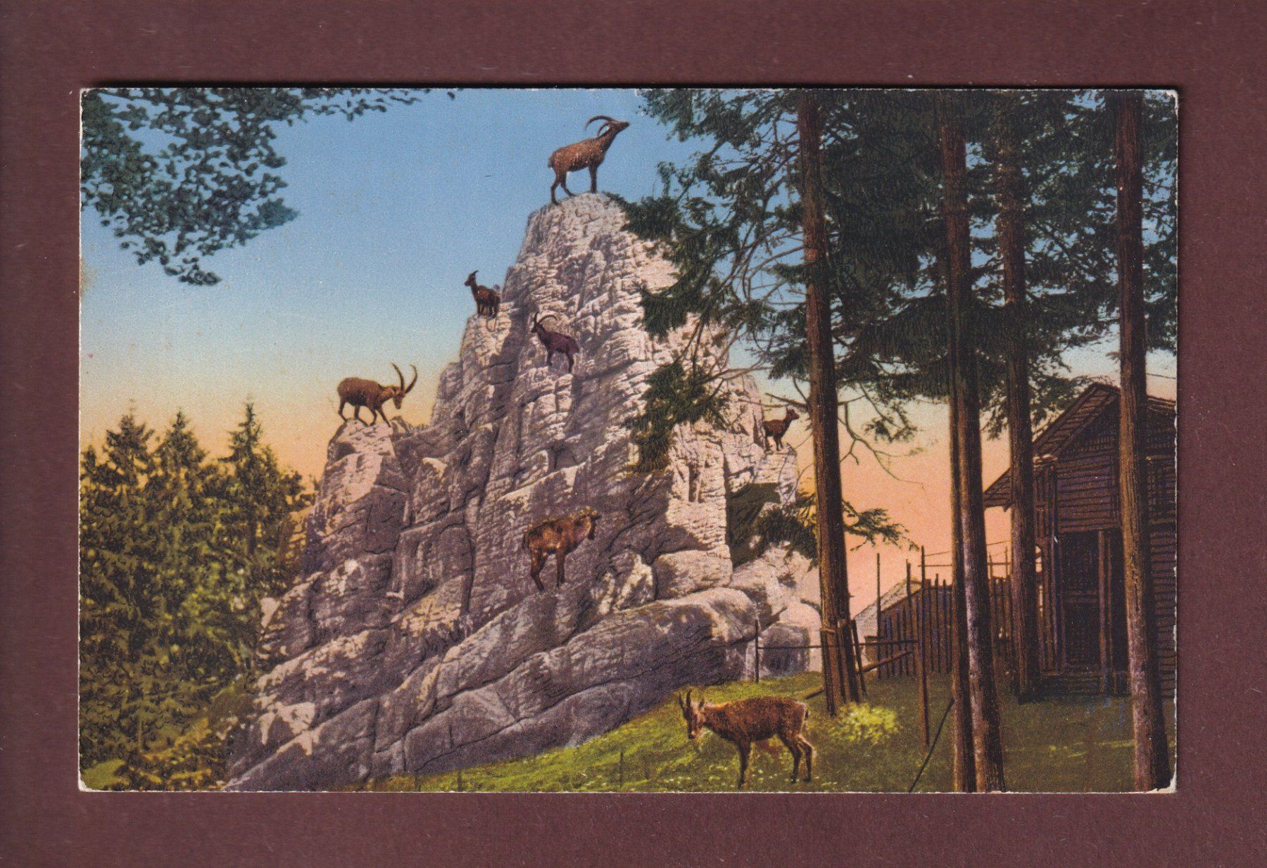 Cartoline postali: ST. GALLEN - Wildpark Peter & Paul - Steinbock – Usato da Pully venduto da nicecards