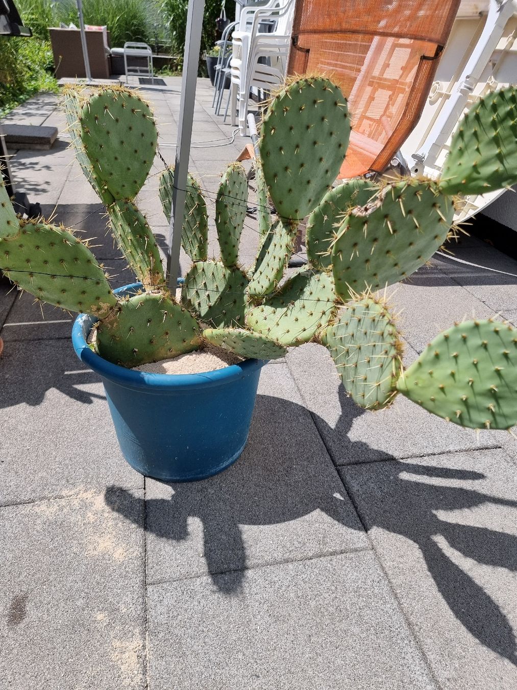 Grosser Kaktus im Topf, winterhart, schne Dekoration (Gebraucht) in  Glattpark (Opfikon) fr CHF 80  nur Abholung auf Ricardo kaufen