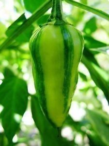 Piante & sementi: Piment pepper fish  10g – Nuovo (secondo la descrizione) da Bremblens venduto da FIBONACCI369 1