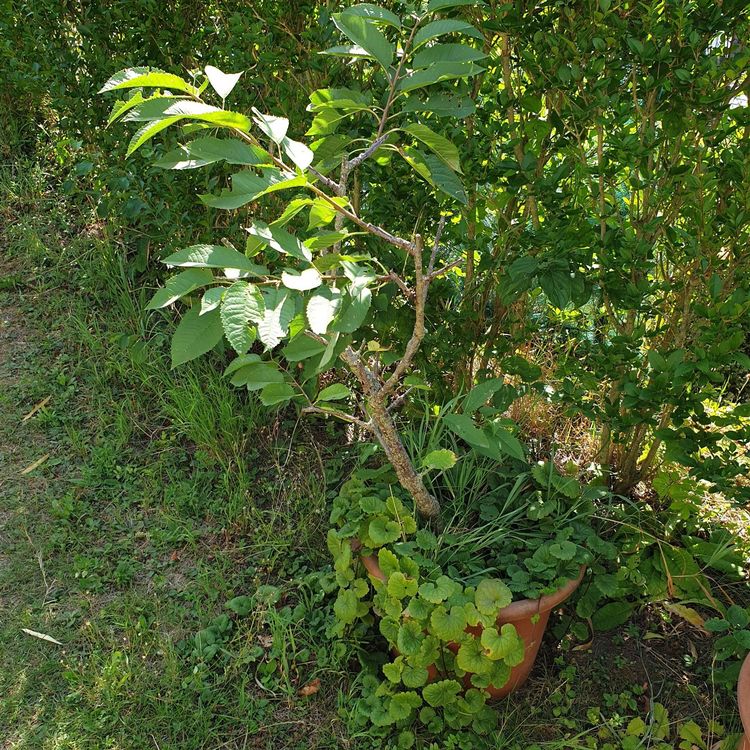 Kleiner Obstbaum im Topf, Nr 1 Kaufen auf Ricardo