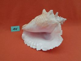 Meeresschnecke Strombus Gigas 1.246 Kg.
