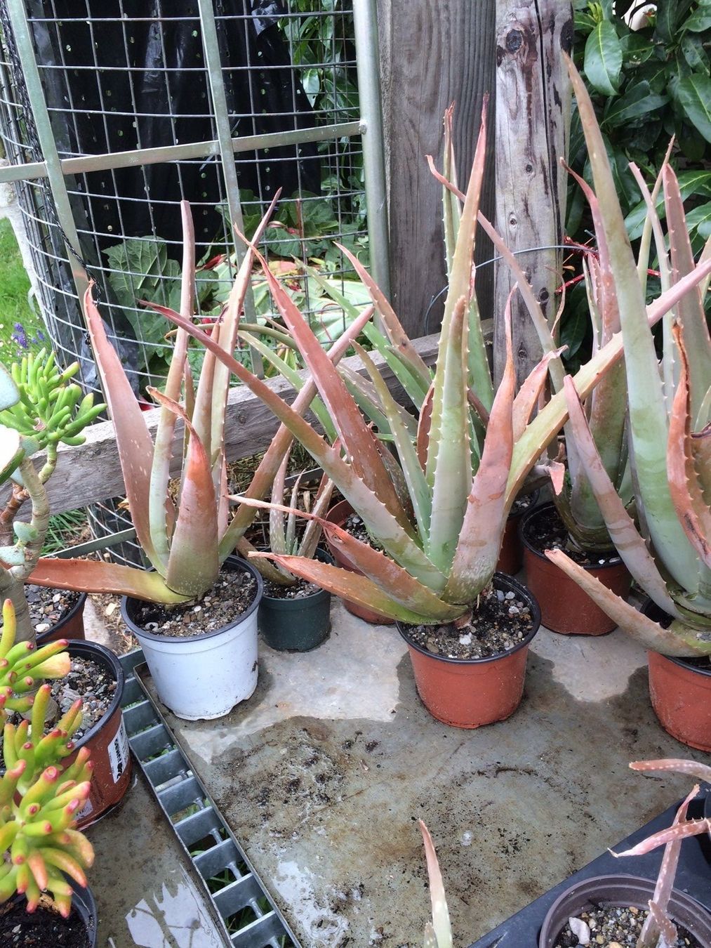 Piante & sementi: Aloe vera – Nuovo (secondo la descrizione) da Vinelz venduto da Wellensittich55 1