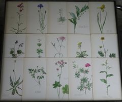 Blumen Atlas / 15 botanische Tafeln mit Beschreibung