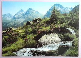 Inner-Arosa, Alpenrosen, 1900 m