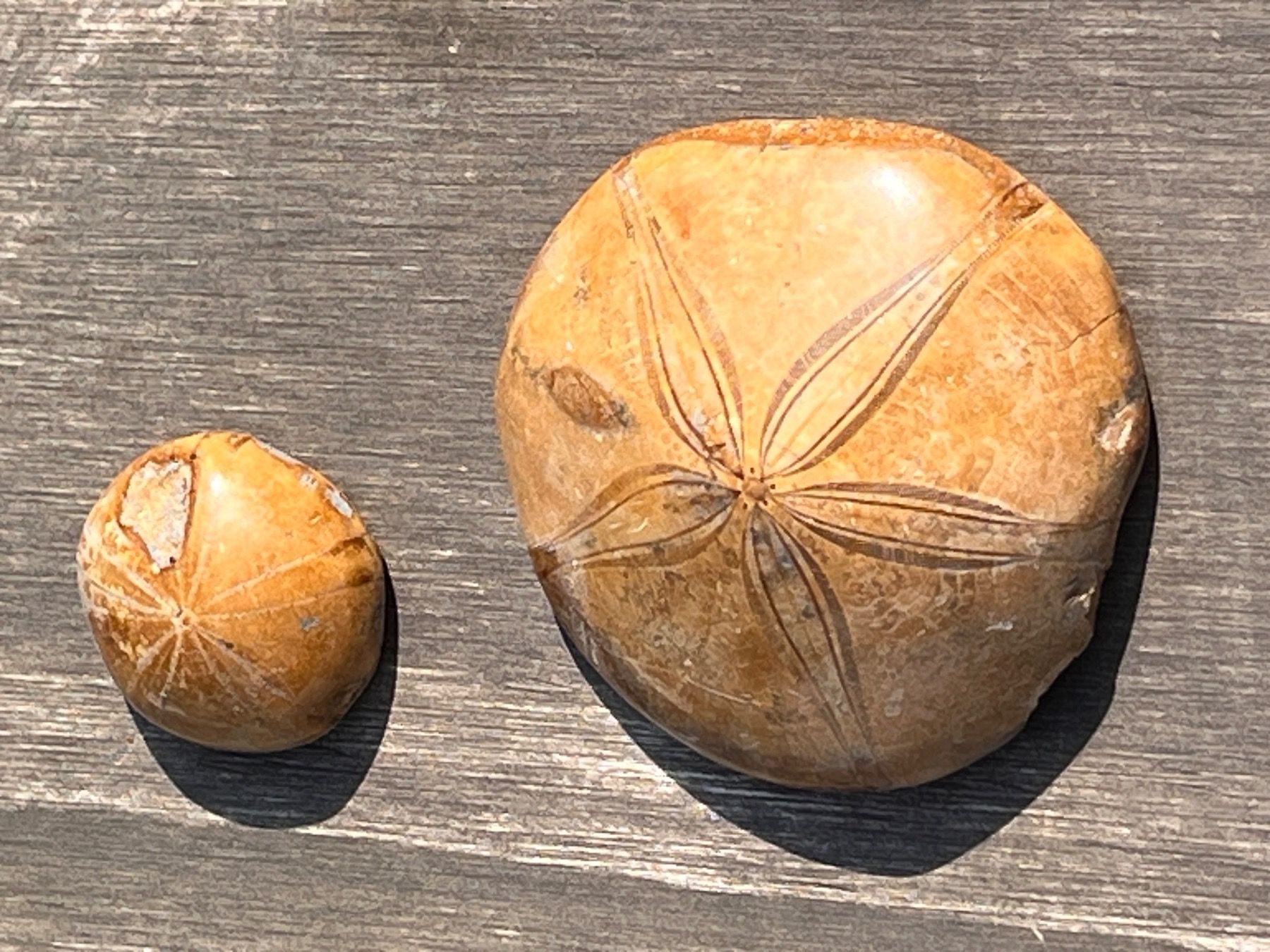 Fossili: 2 schöne versteinerte Seeigel Fossilien, Clypeus Plotii – Usato da Otelfingen venduto da Markthalle_C 1