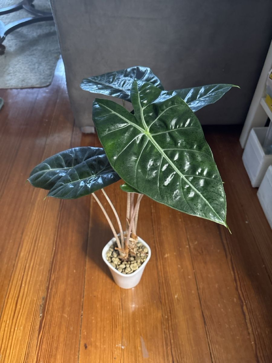 Piante & sementi: Alocasia Pink Dragon – Nuovo e nell'imballaggio originale da Basel venduto da Pink_White 1