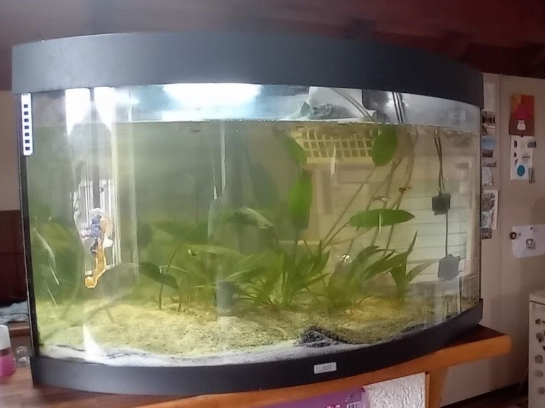 Acquari: Aquarium complet avec accessoires, – Usato da Carouge GE venduto da Street04