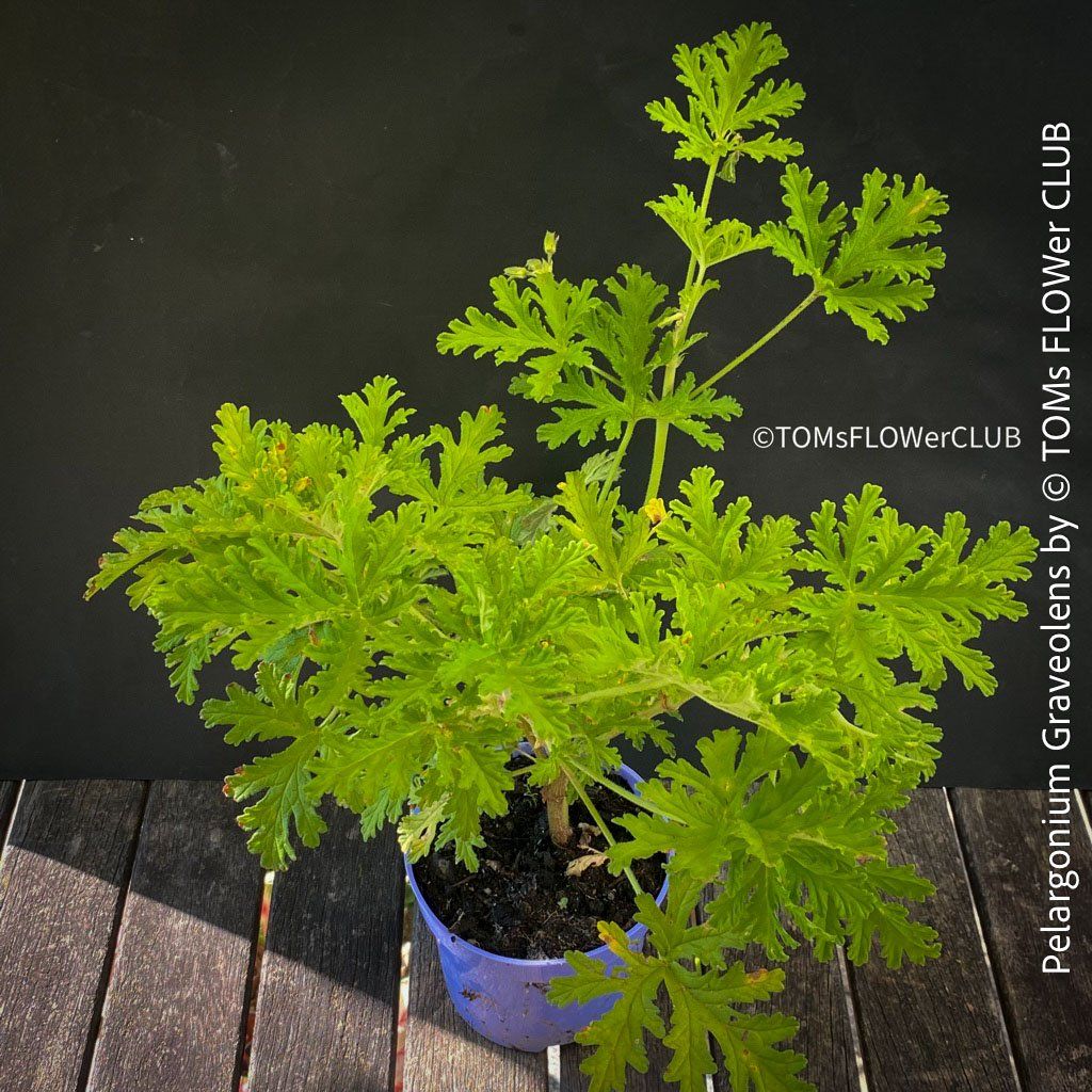 Plantes & graines: Pelargonium Graveolens - Duftpelargonium – Neuf avec emballage d'origine à Adliswil par astom369 2