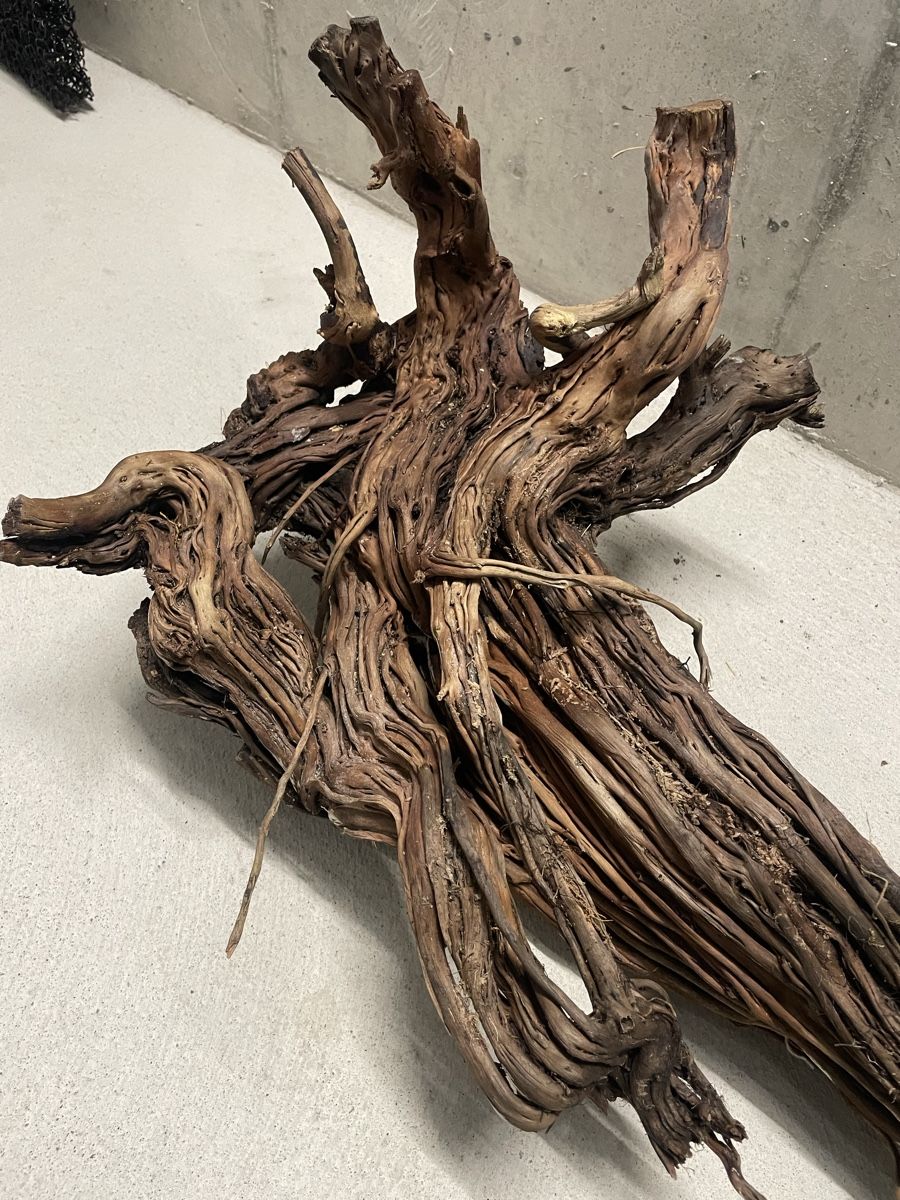 Terrario: Terrarium Holz/Ast – Usato da Zürich venduto da Laurin_23 2