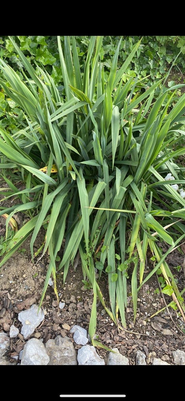Piante & sementi: (KOPIE) Yucca Palme – Nuovo e nell'imballaggio originale da Höfen b. Thun venduto da Leonie2112 2