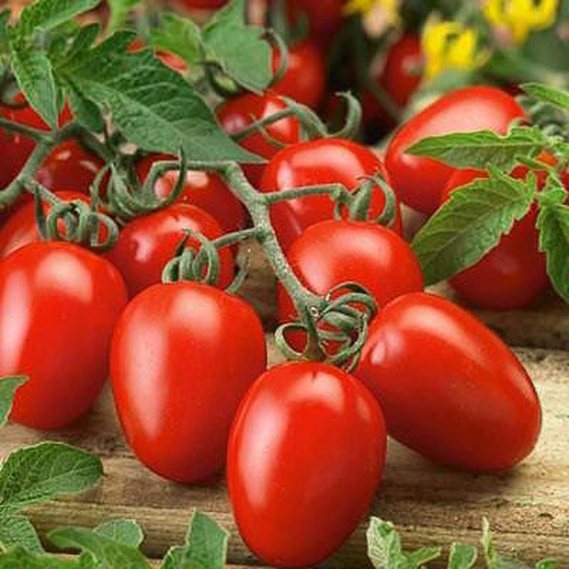 Pflanzen & Samen: 50 Samen ROMA Tomate Italienische Sorte – Neu (gemäss Beschreibung) aus Ehrendingen von VerveinaSamen 4