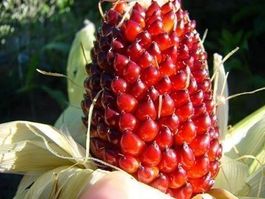 MAÏS FRAISE  15g