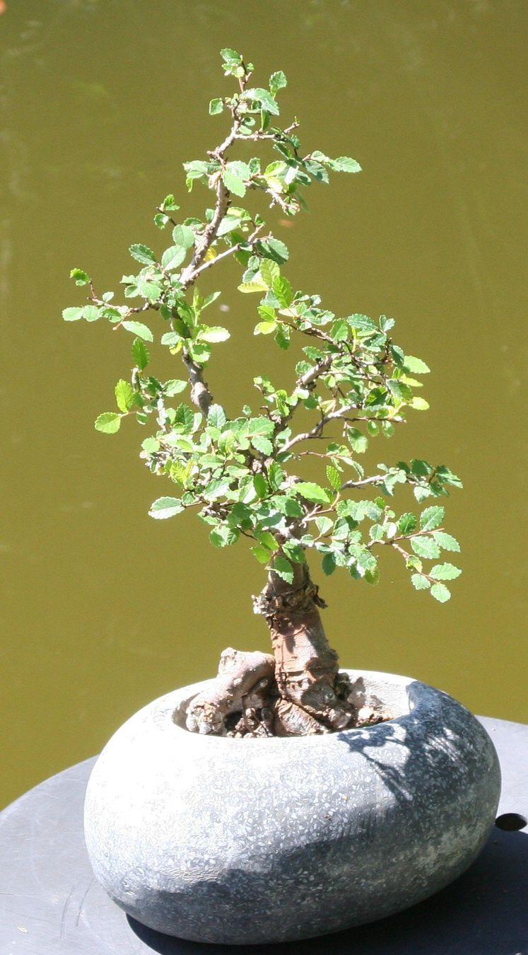 Piante & sementi: BONSAI  -  Zelkove – Usato da Gretzenbach venduto da Sikim