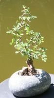 BONSAI  -  Zelkove