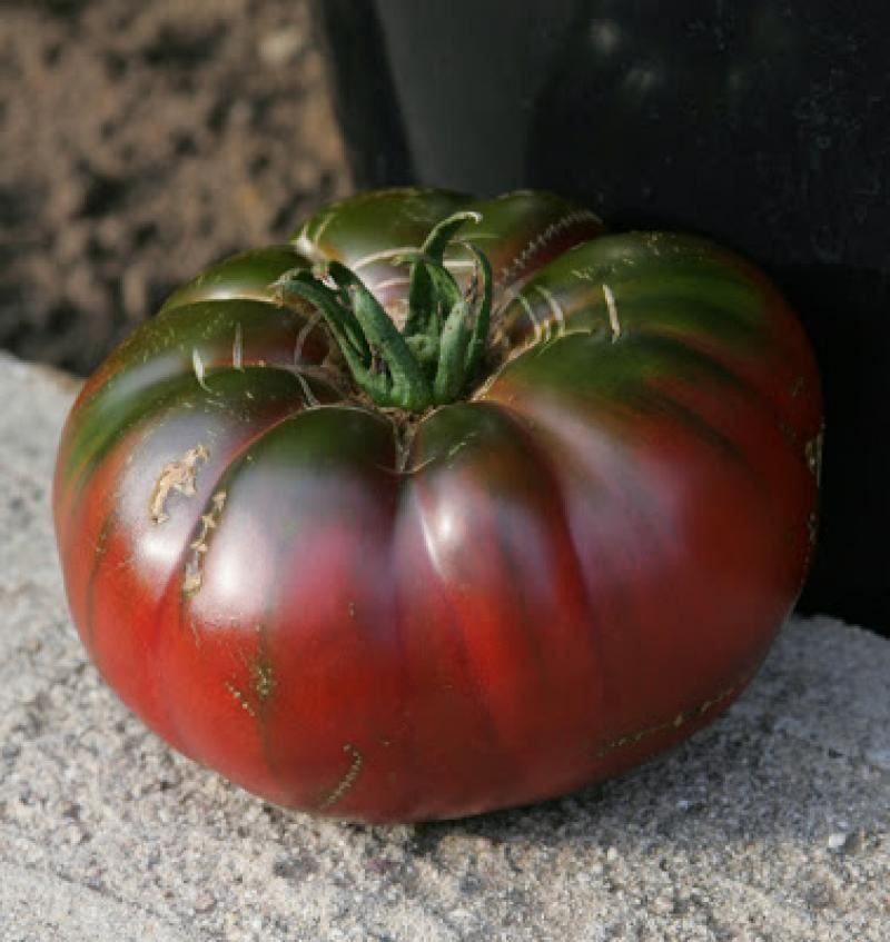 Piante & sementi: 50 Samen TOMATE FROM TULA Alte Sorte – Nuovo (secondo la descrizione) da Ehrendingen venduto da VerveinaSamen 2