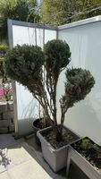 Formschnitt Pflanze, Thuja Bonsai Topfpflanze für Terrasse