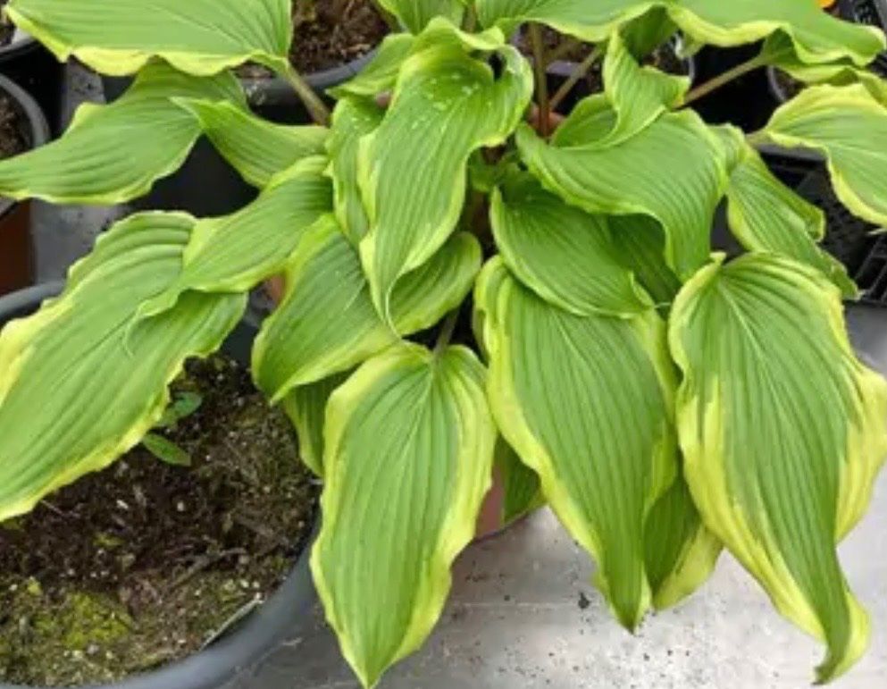 Pflanzen & Samen: Hosta lady luck – Gebraucht aus Lajoux JU von Briard0 2