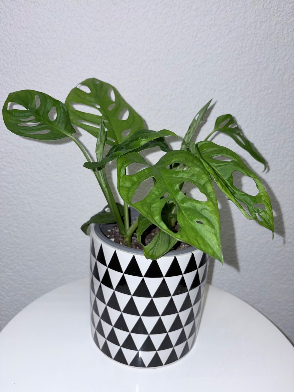 Plantes & graines: Monstera 'Monkey Leaf Monstera adansonii & ceramic cache pot – D'occasion à Kilchberg ZH par malibubeach